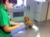 Veterinaria