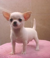 Chihuahua de bolsillo