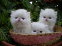Gato Persa