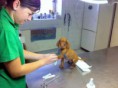 Veterinaria