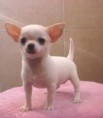 Chihuahua de bolsillo
