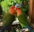 Pericos
